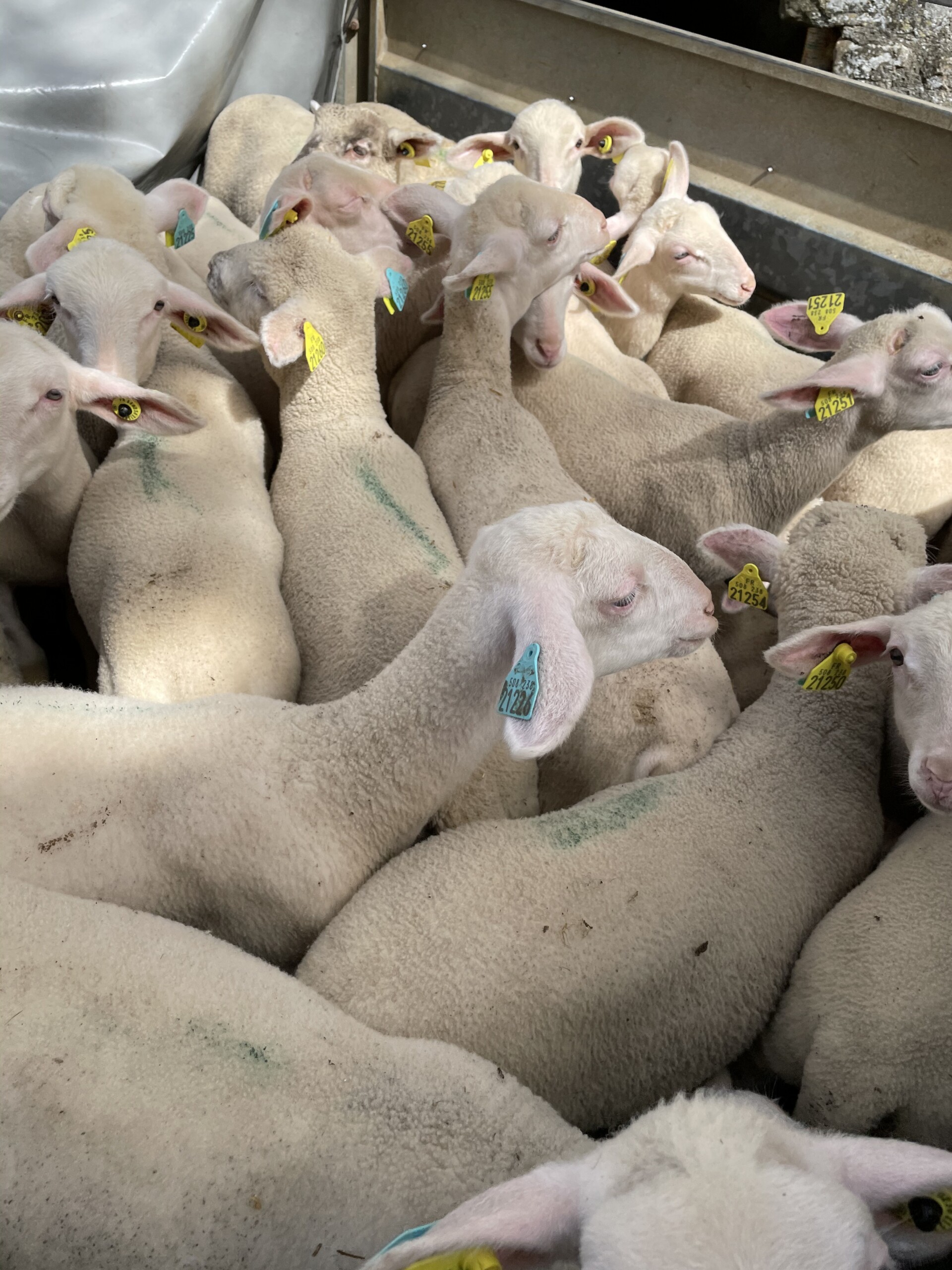 Agneau pour l'Aïd